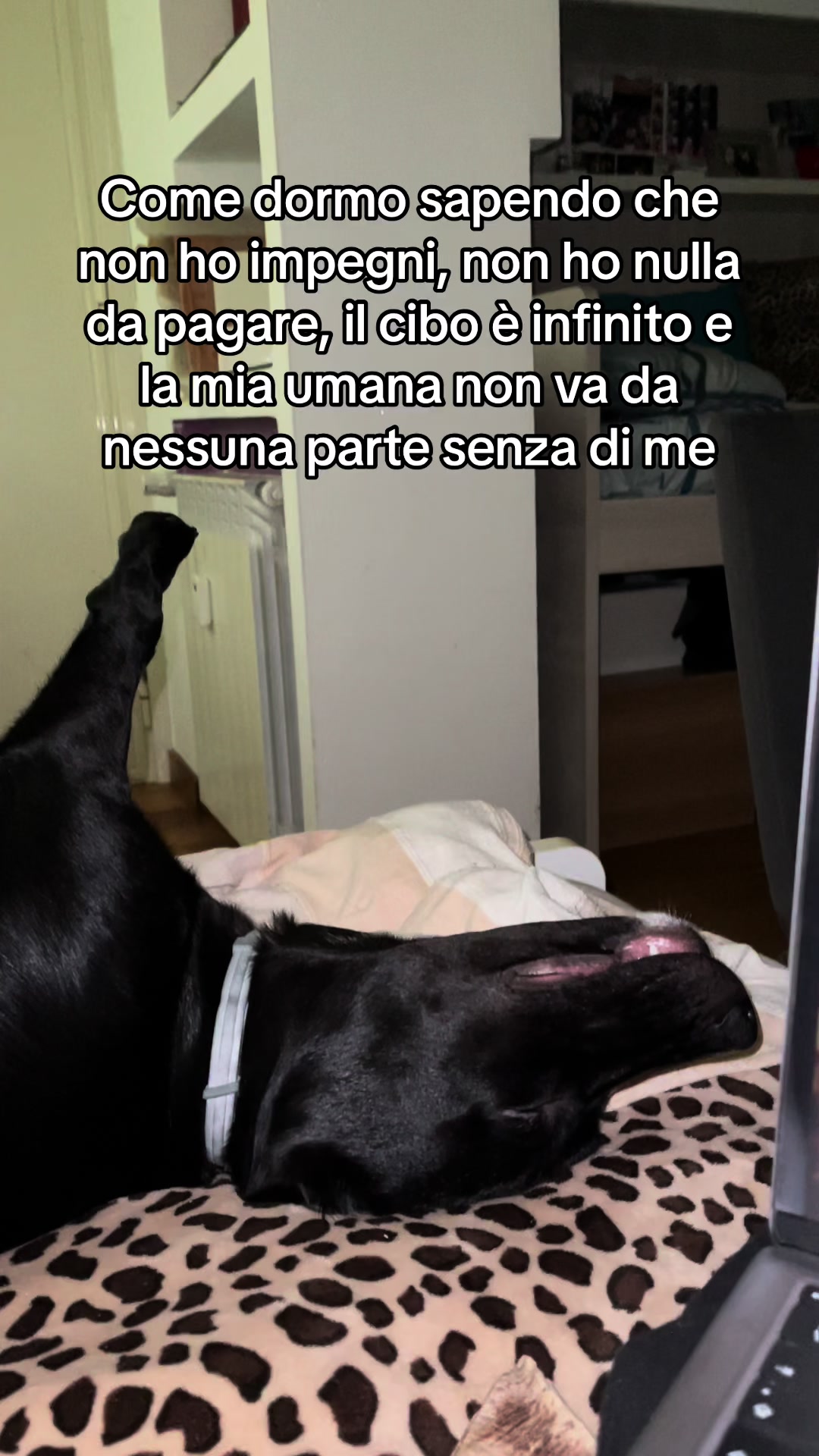 @jasmine pizzino