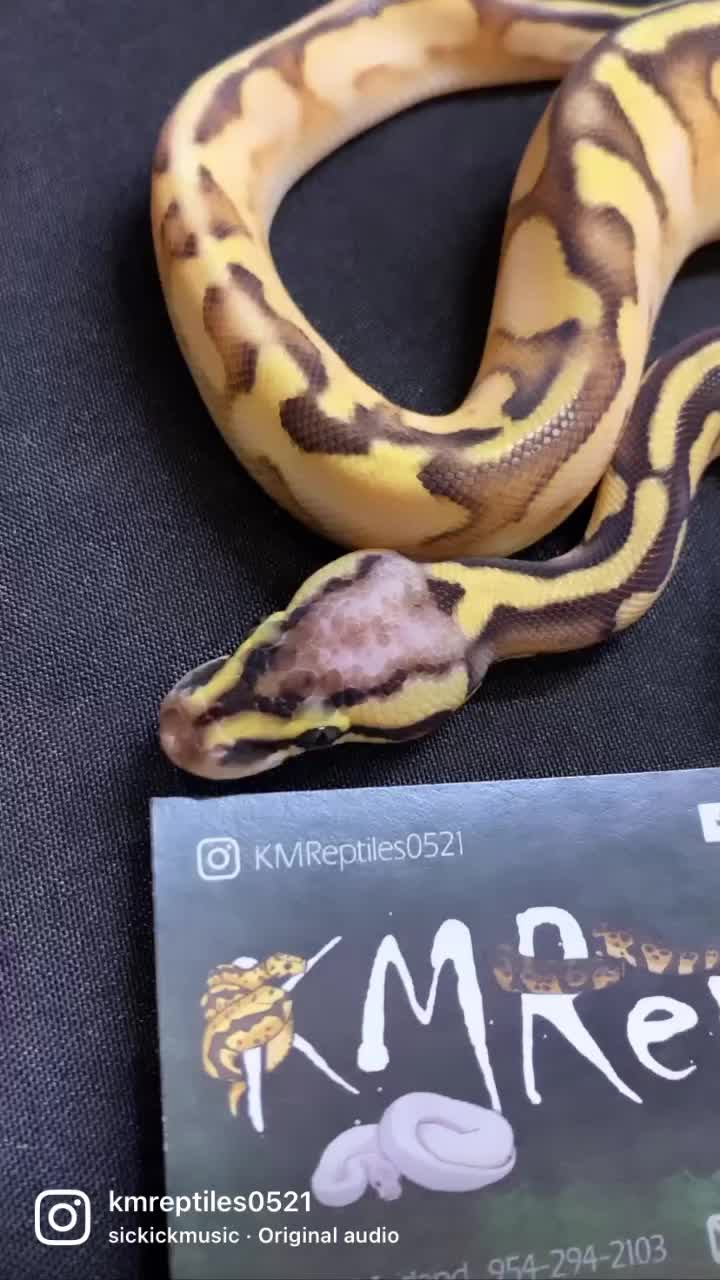 @KMReptiles
