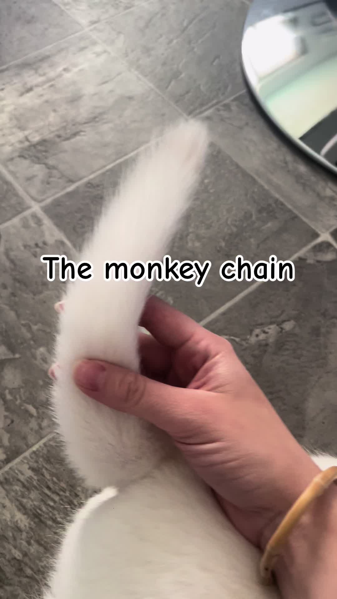 @Erza The Husky