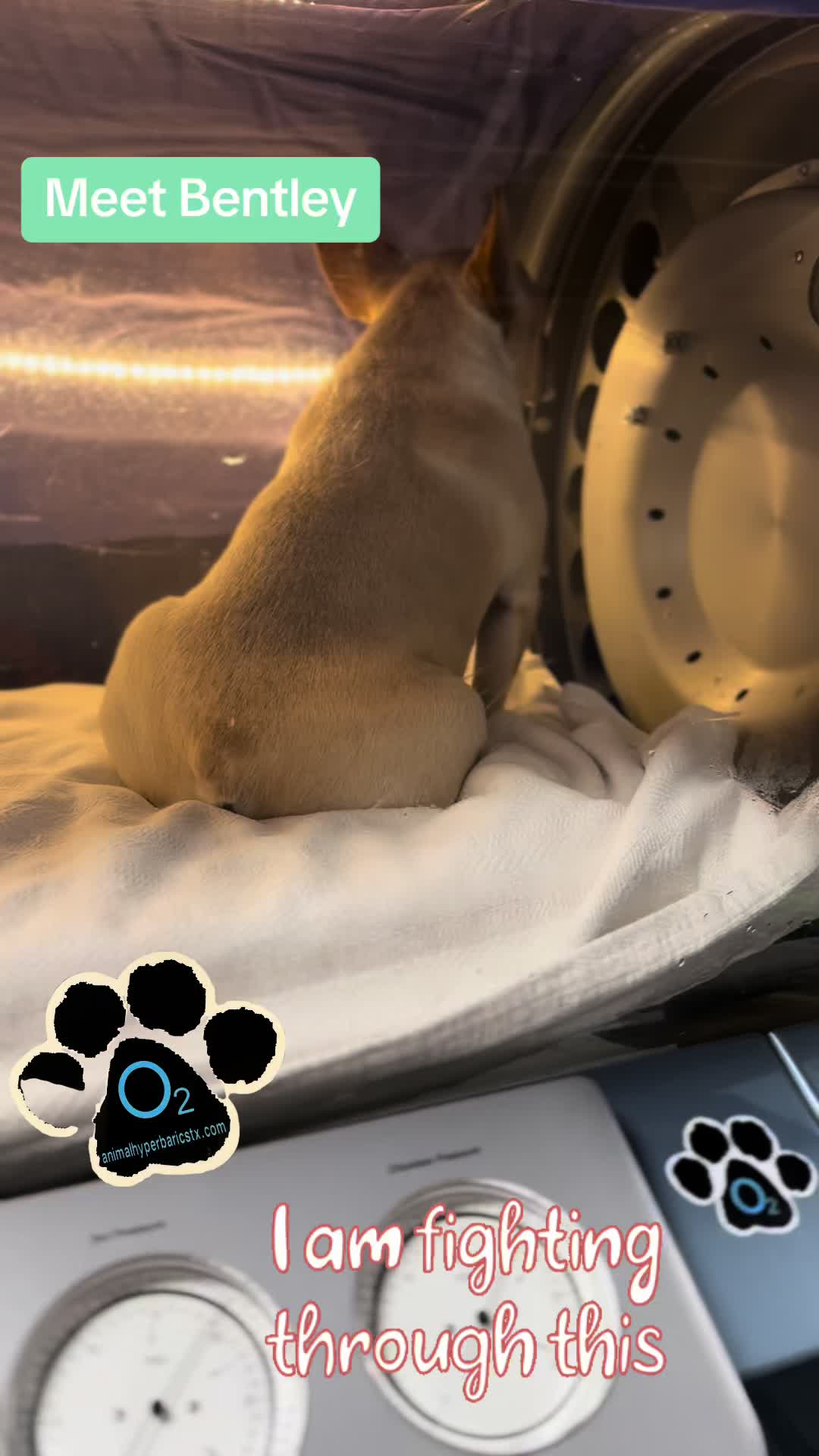 @#animalhyperbarics