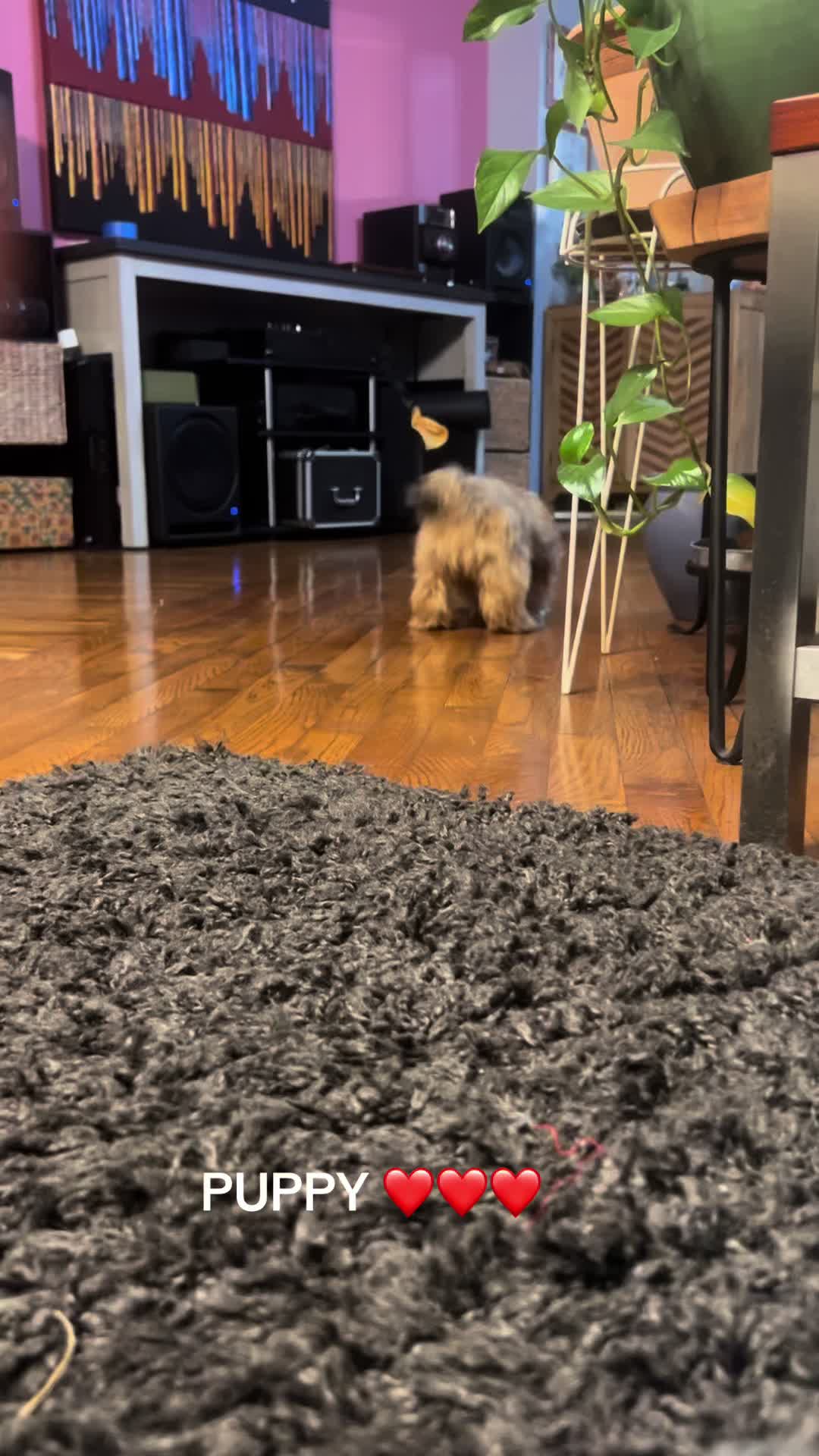 @Duuuviethedog