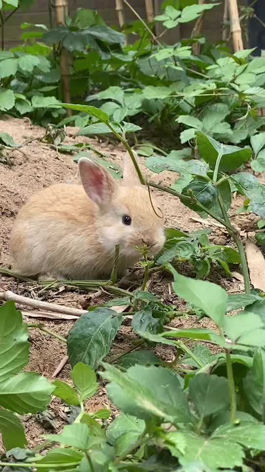@和風wafu✨🐰🐰🐰🐰👿💕