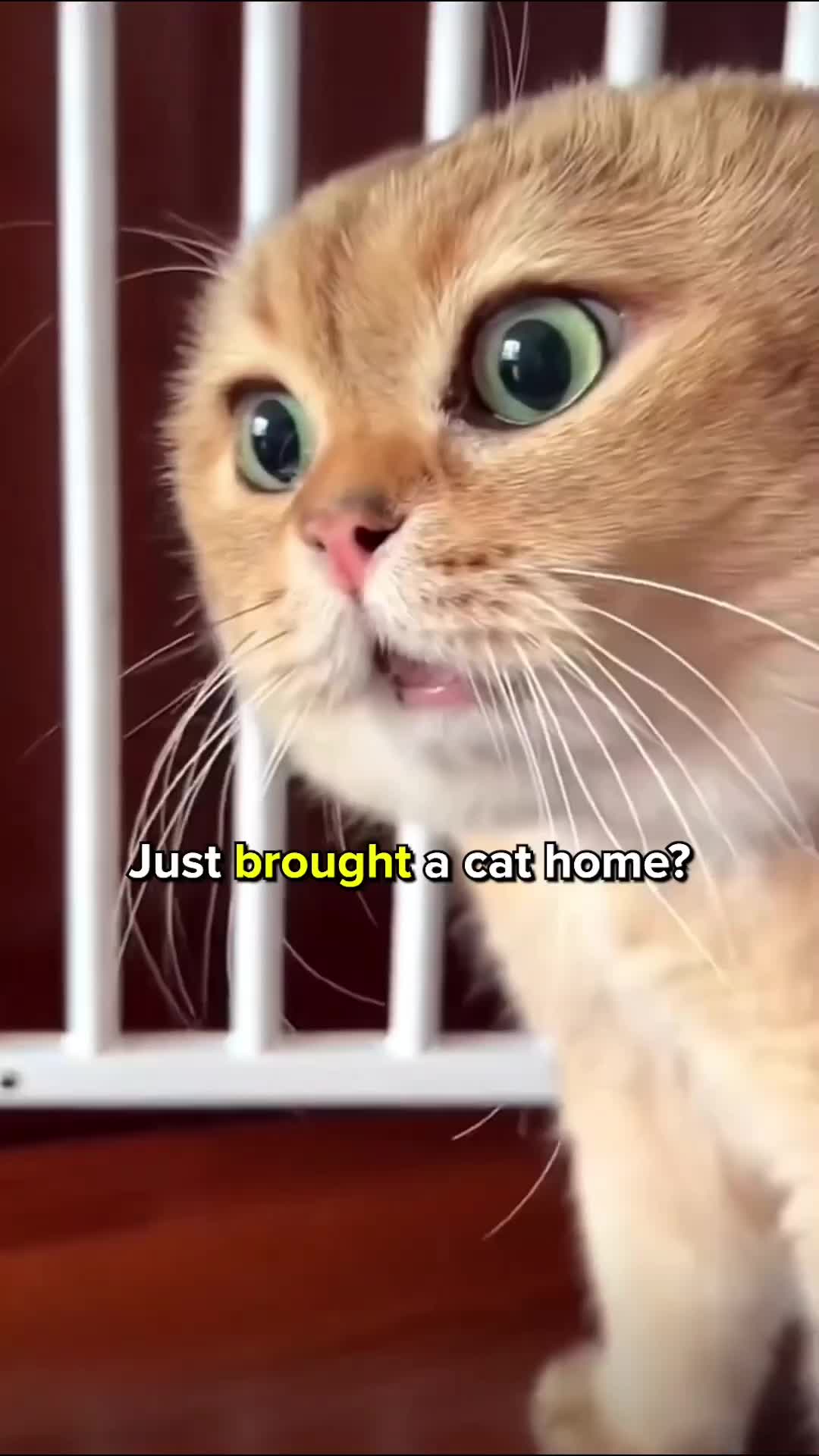 @Cats Paradise 😻