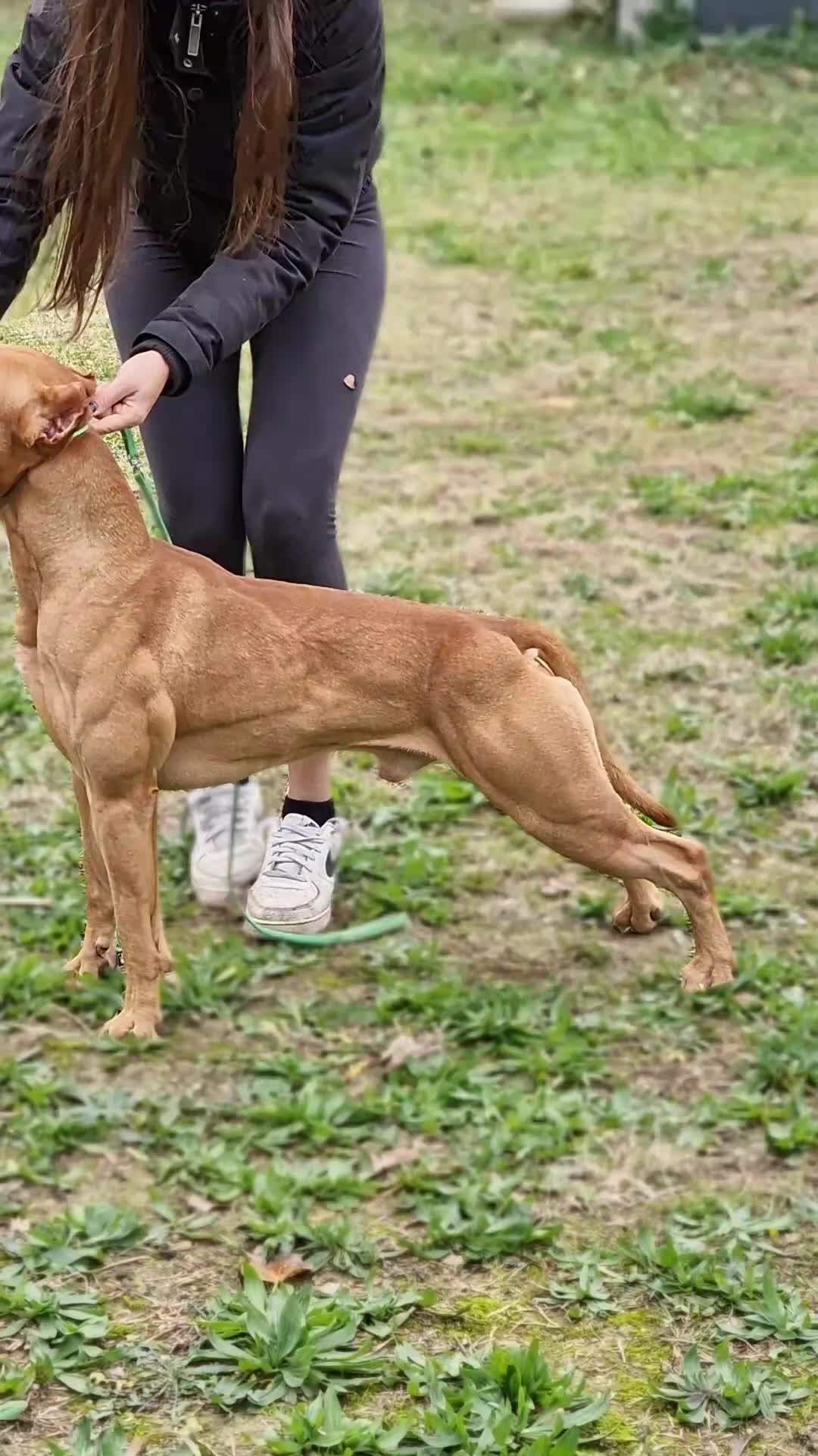 @Raoul's apbt