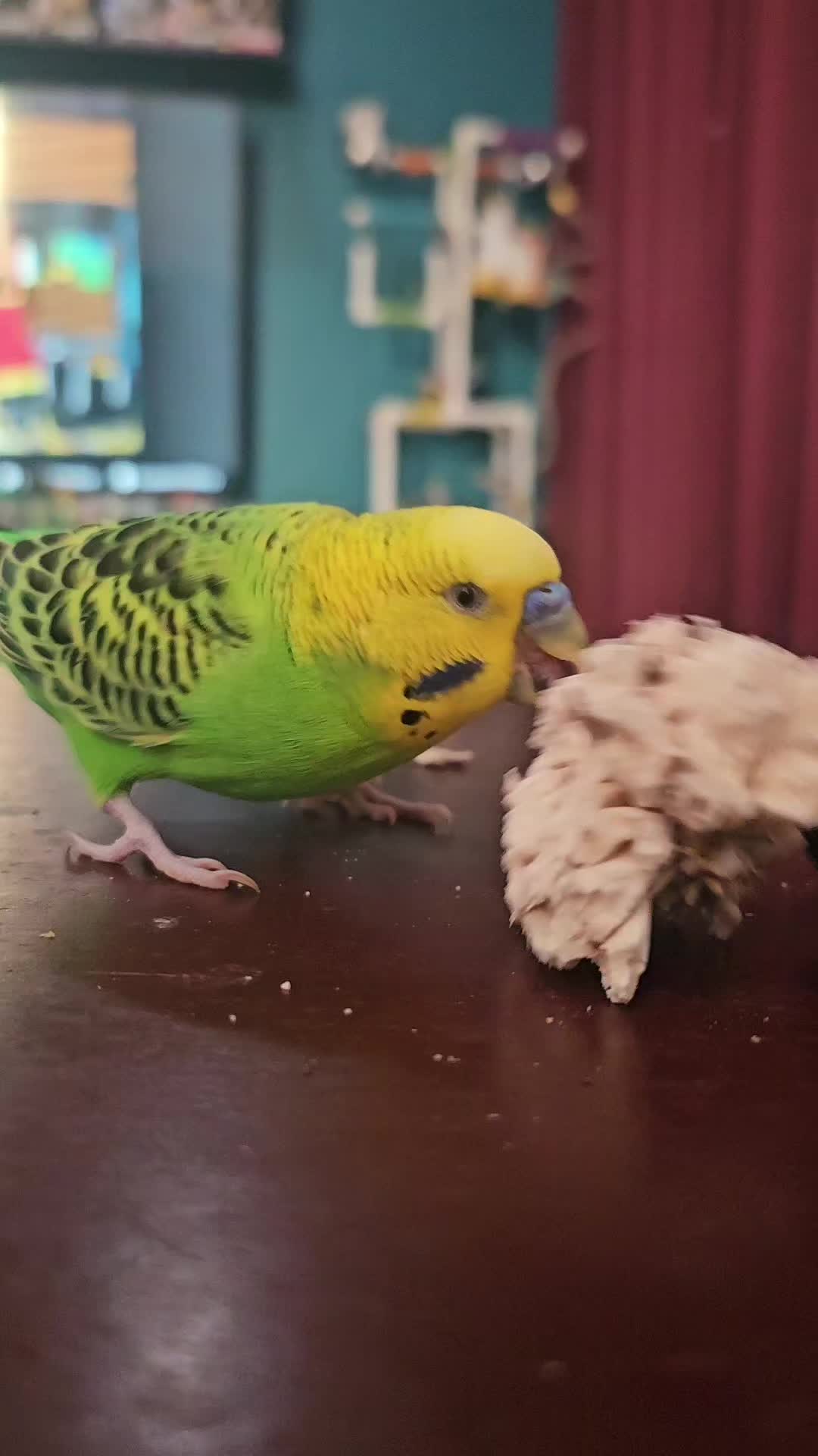 @My Budgie, My Budgie, And Me