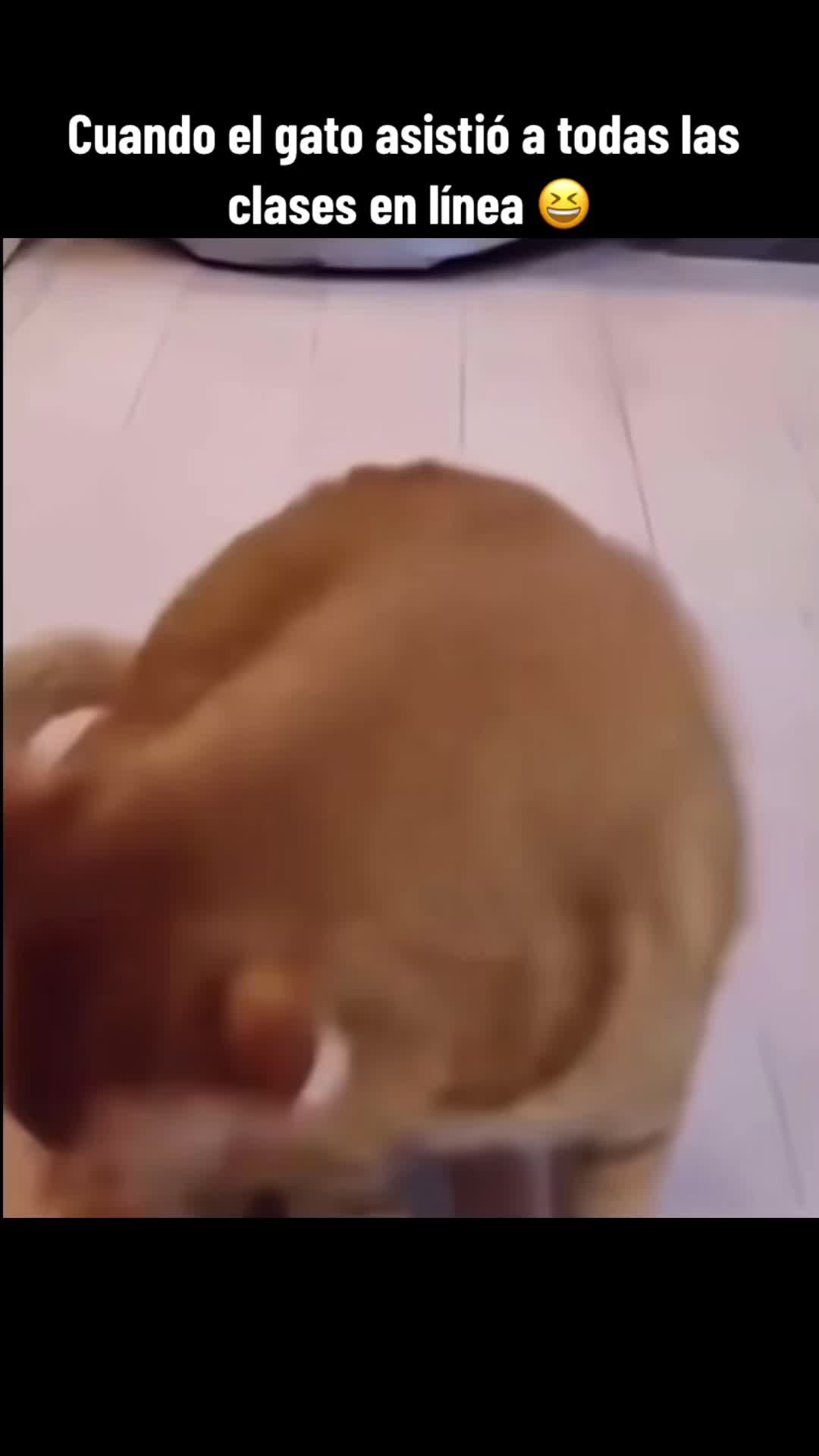 @โ๐๐ง๐ก๐๐ฃ ๐จ๐ช๐๐ฏ๐ค โ