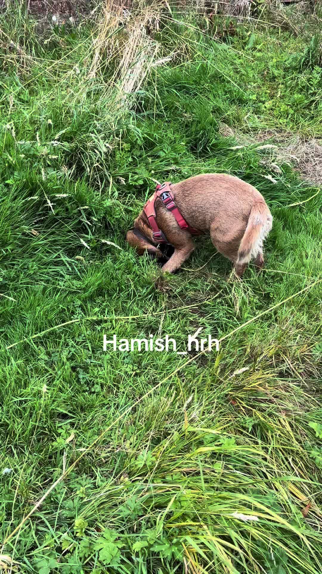 @Lord Hamish HRH
