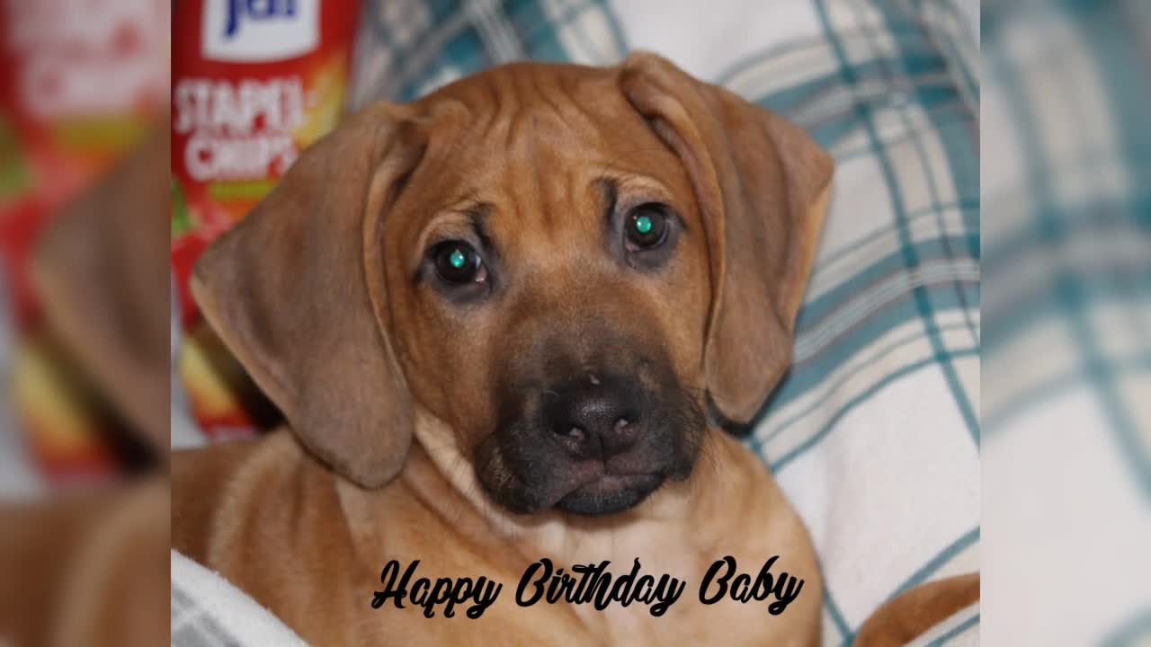 @amani.the.ridgeback