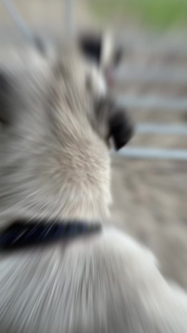 @essexkangals