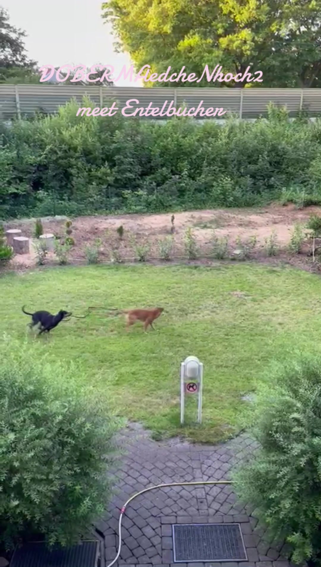 @DOBERMAedcheNHOCH2