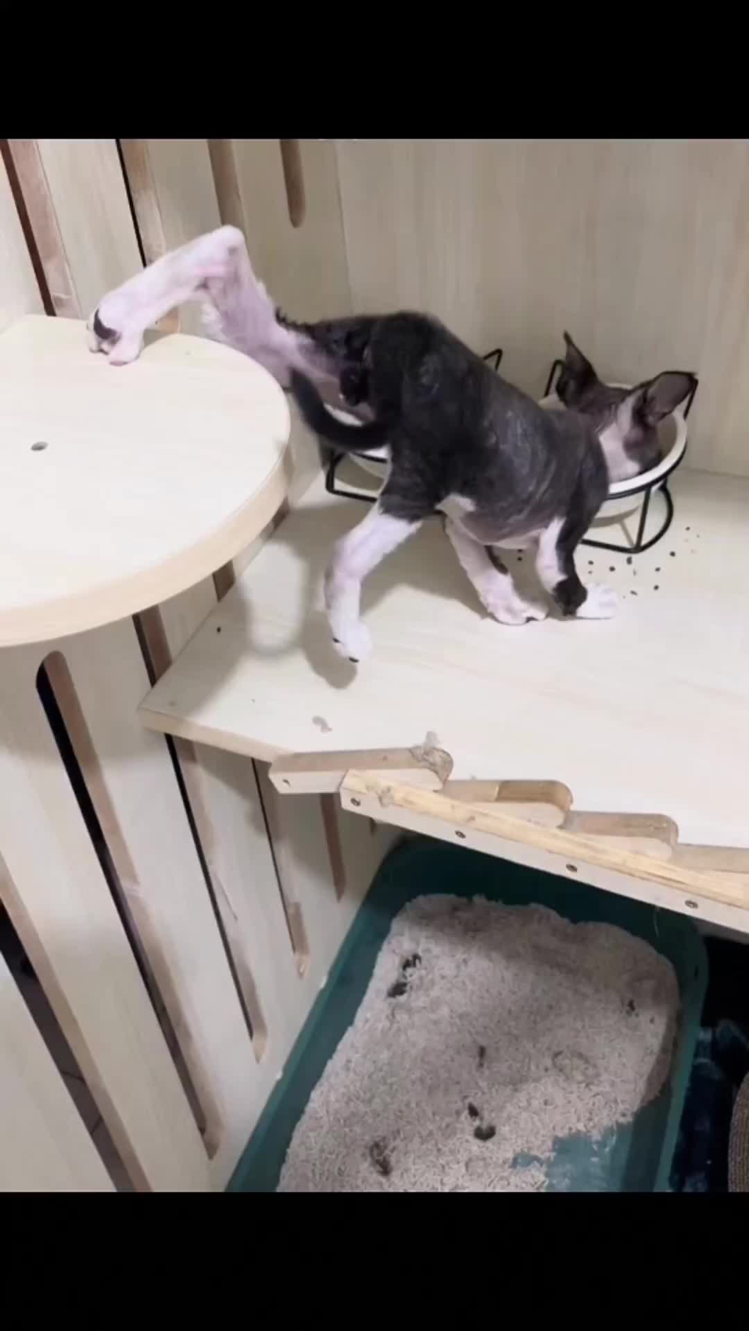 @Mr.Cat