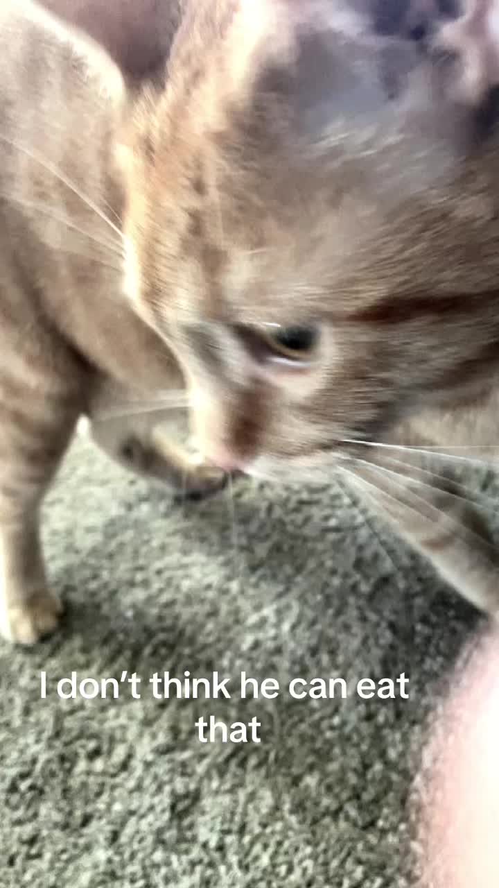 @dandysworldfan_boxten