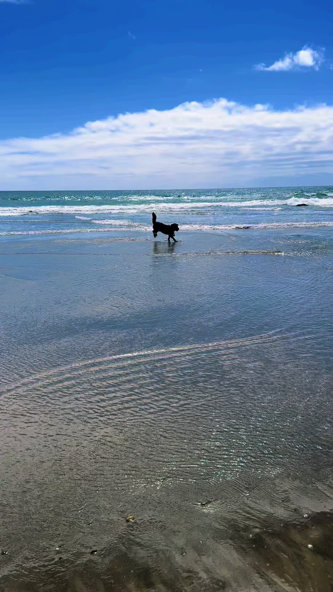 @Bernedoodlemama