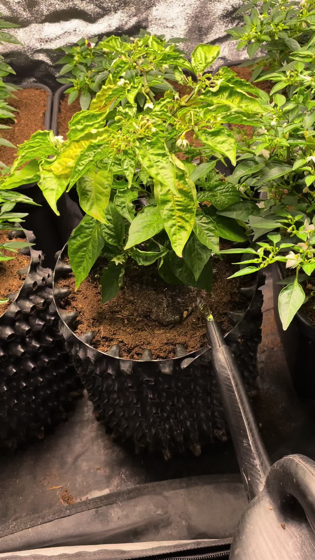 @Homegrowing