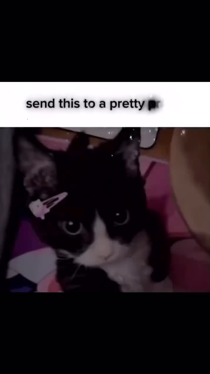 @dailycats03
