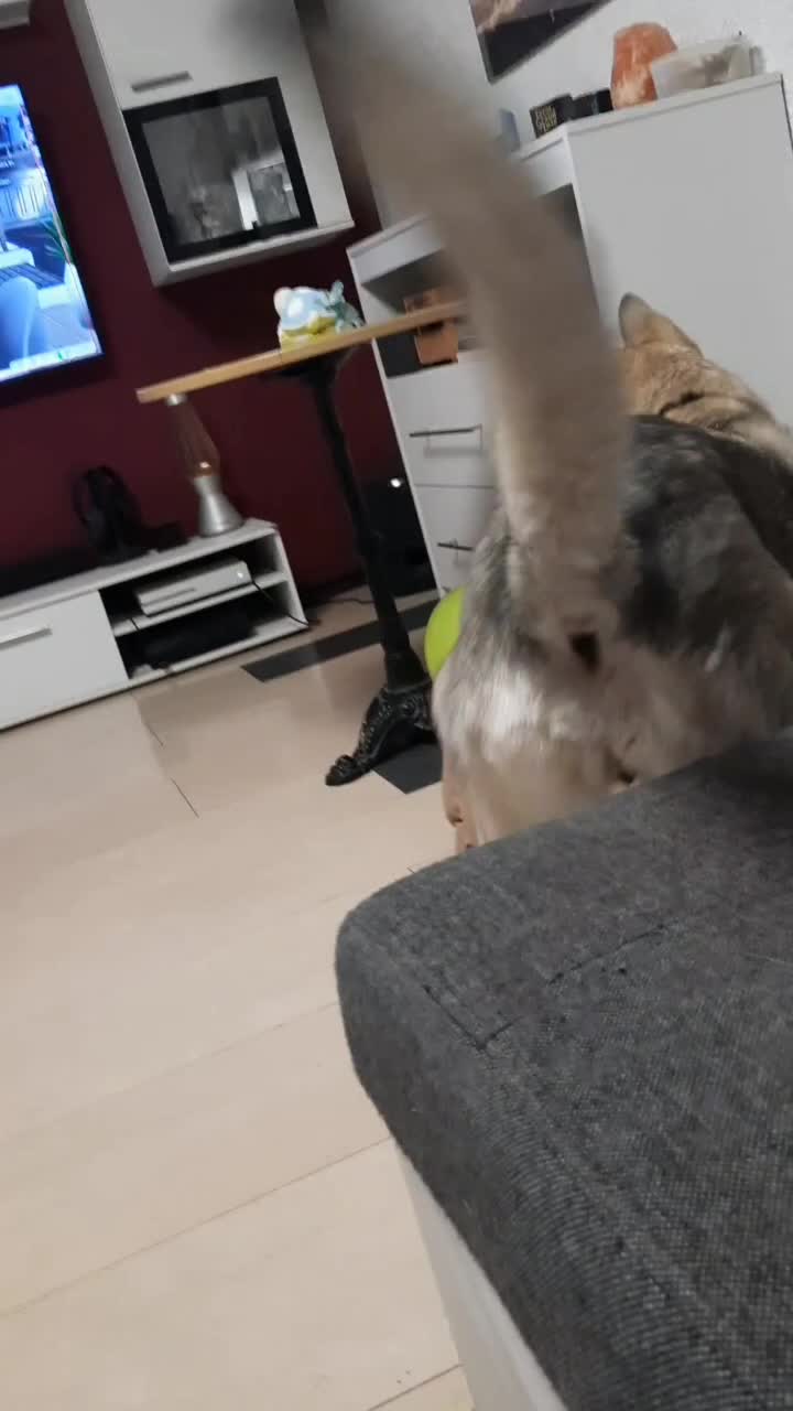 @🐾favourite.dogs🐾