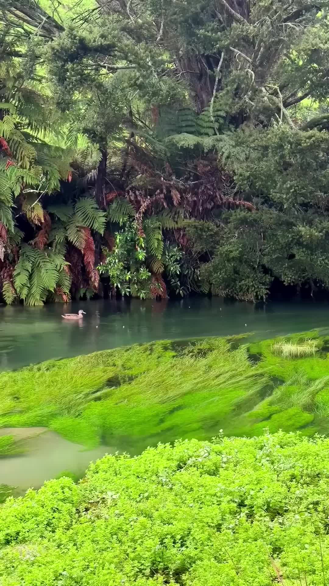 @Traveler