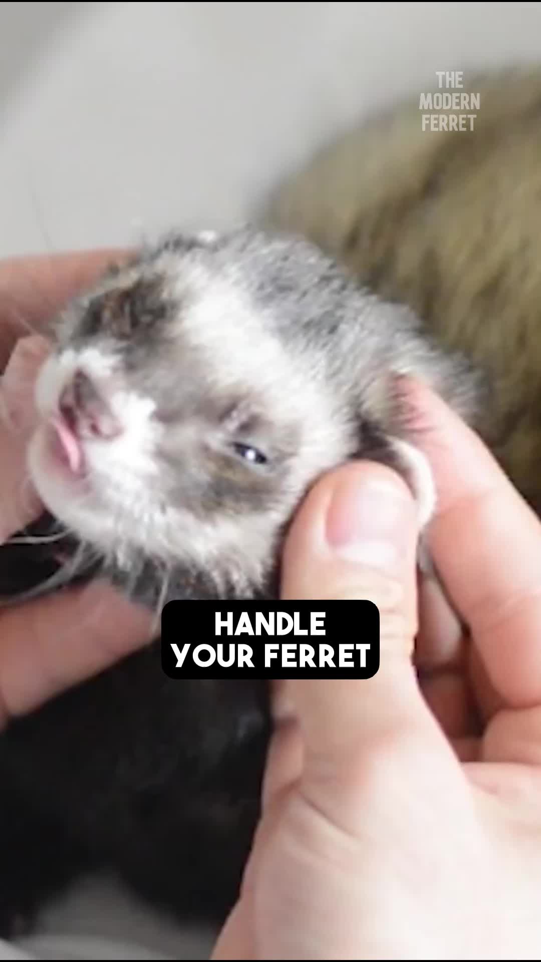 @Mr. Moose the Famous Ferret