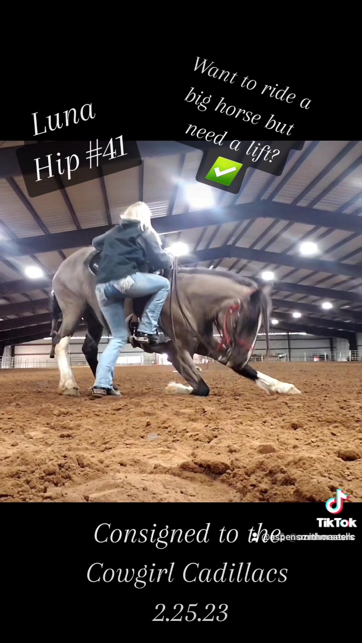 @Ozark Mountain Horses LLC