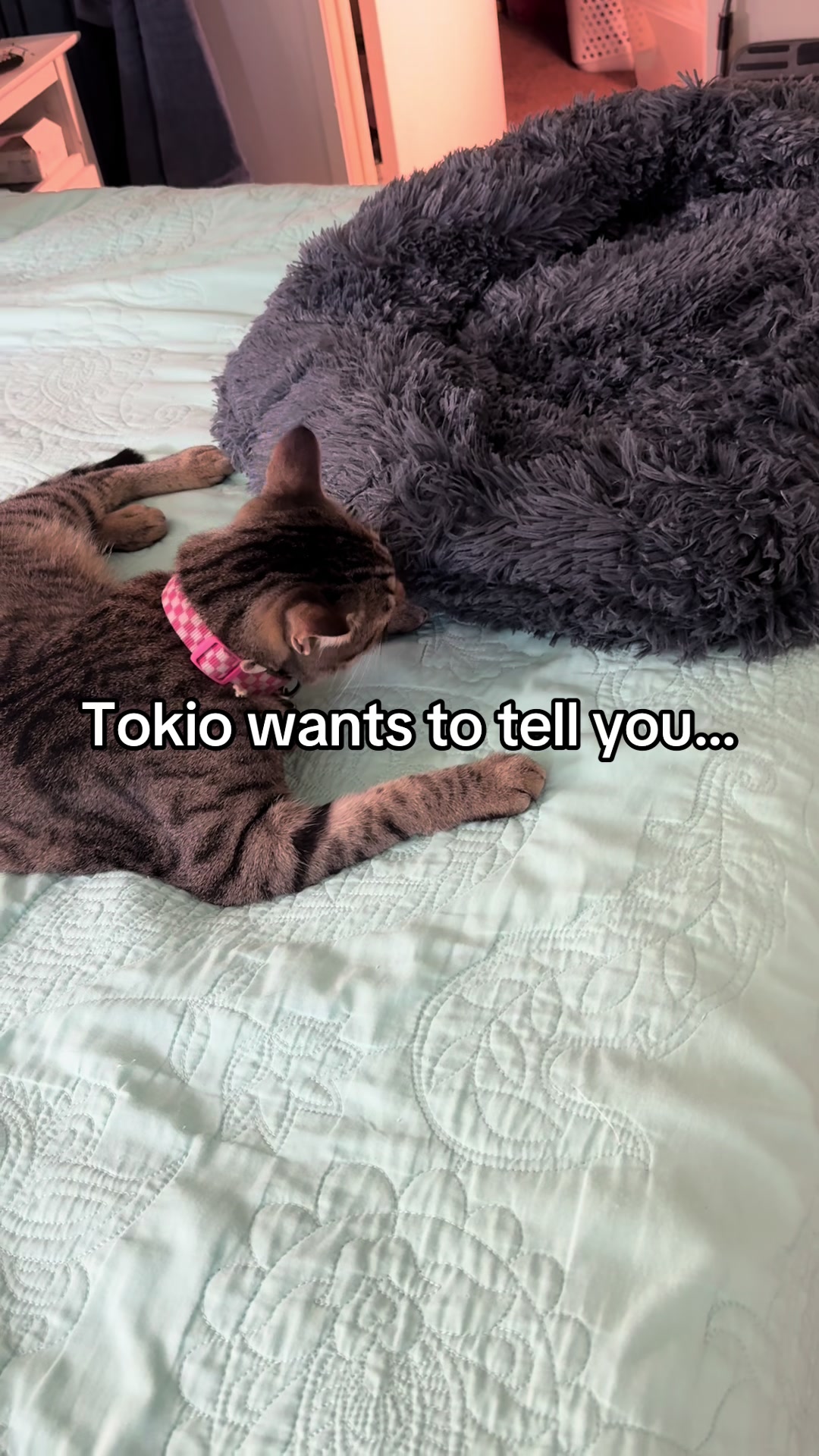 @Tokio Drift The Cat