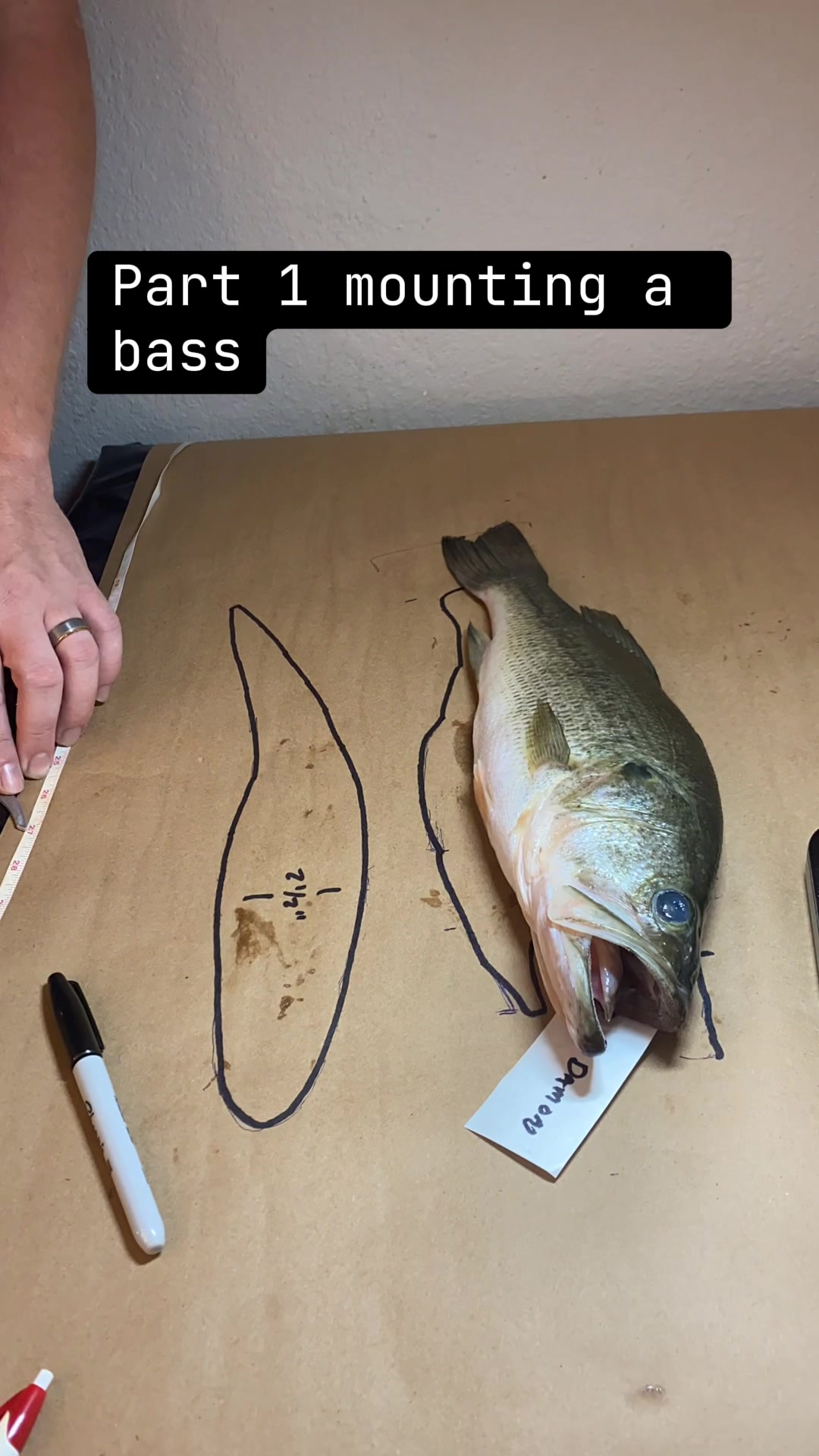 @SouthernScalesFishTaxi