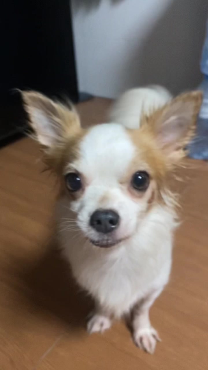 @૮ ෆ ․⺣̫․ ෆ ა