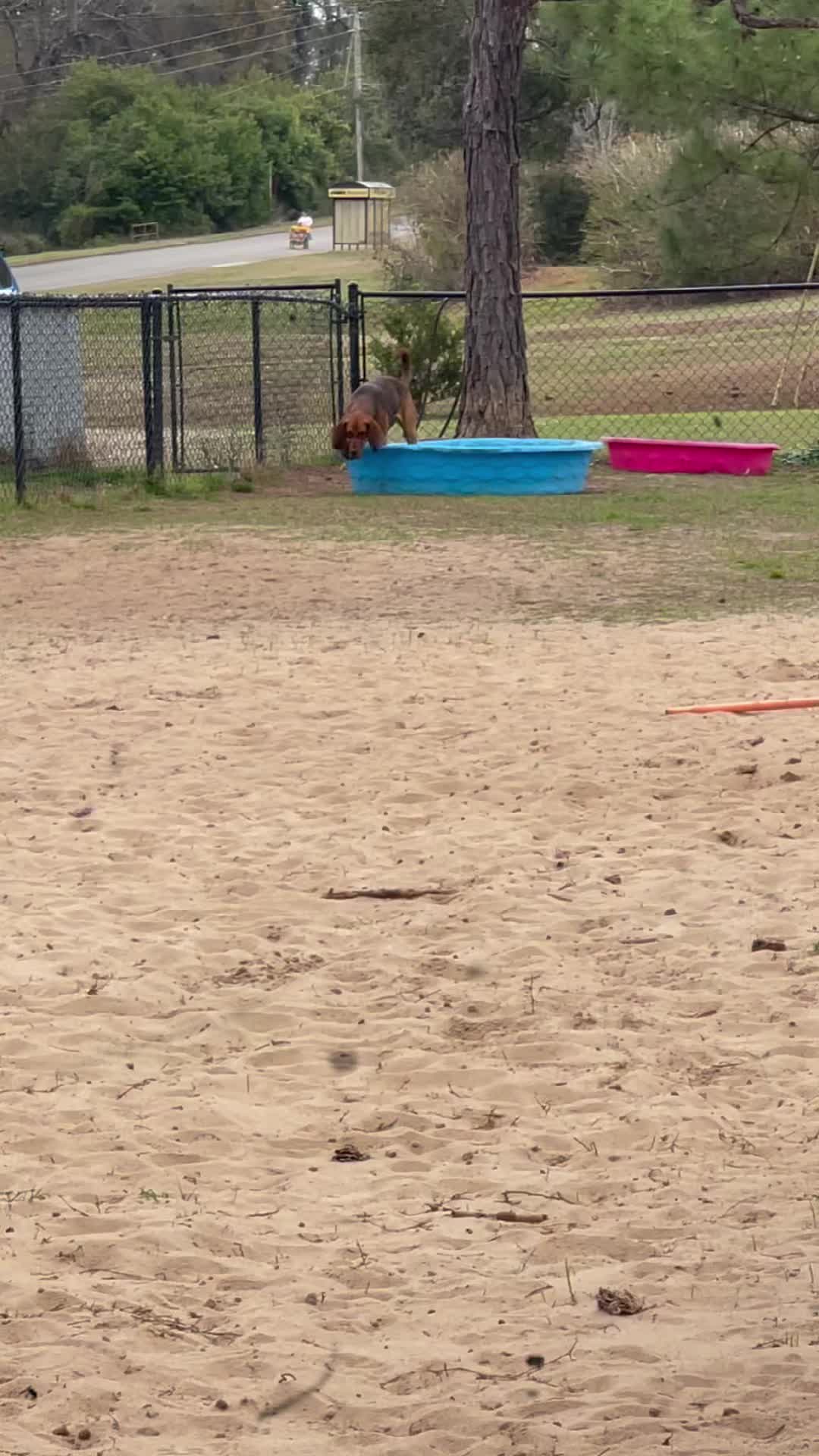 @RiverTheLiverHound