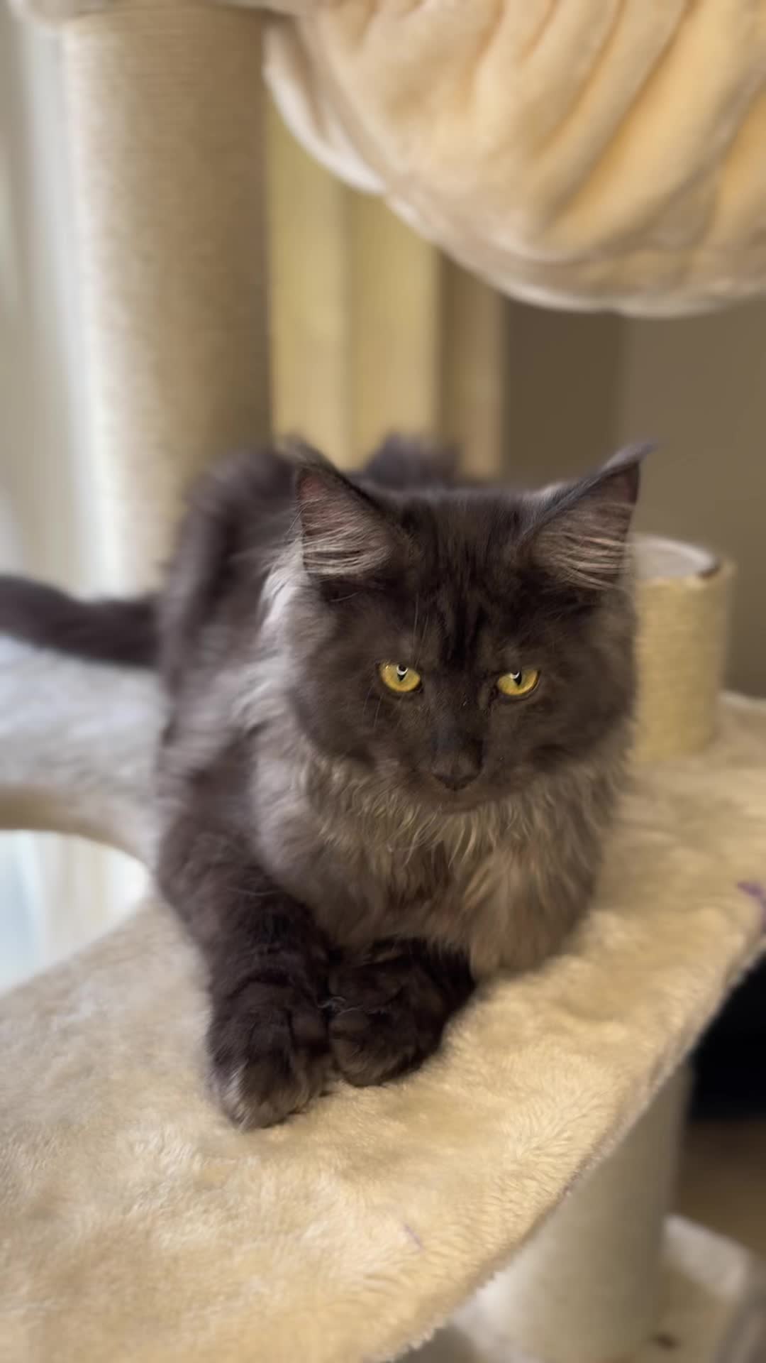 @saint.cat