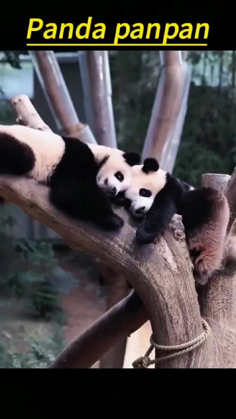 @Many pandas