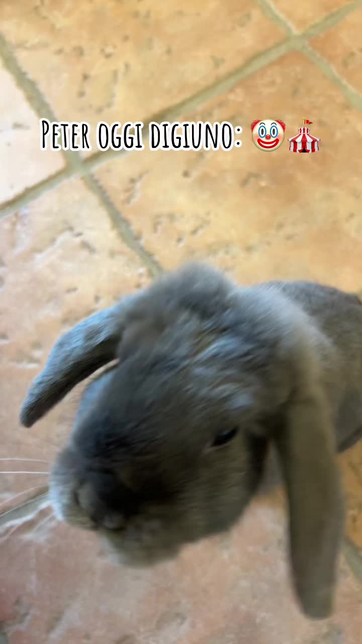 @Peter Rabbit