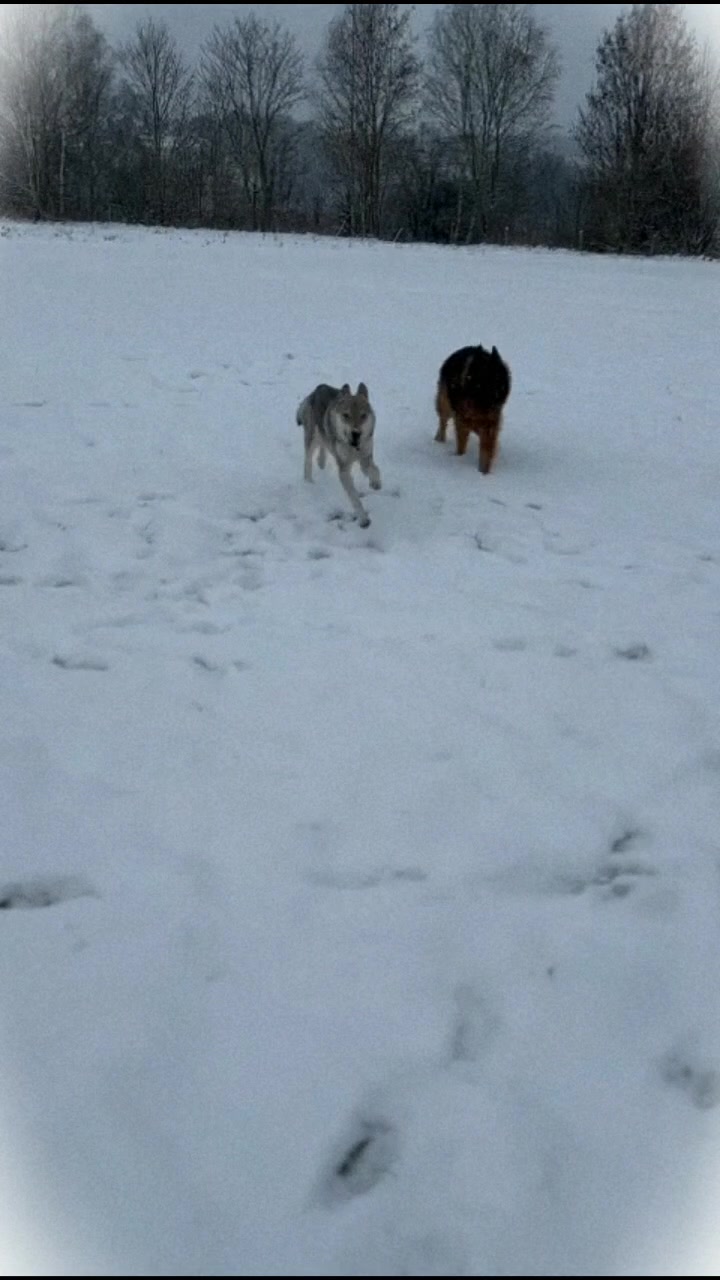 @🐾favourite.dogs🐾