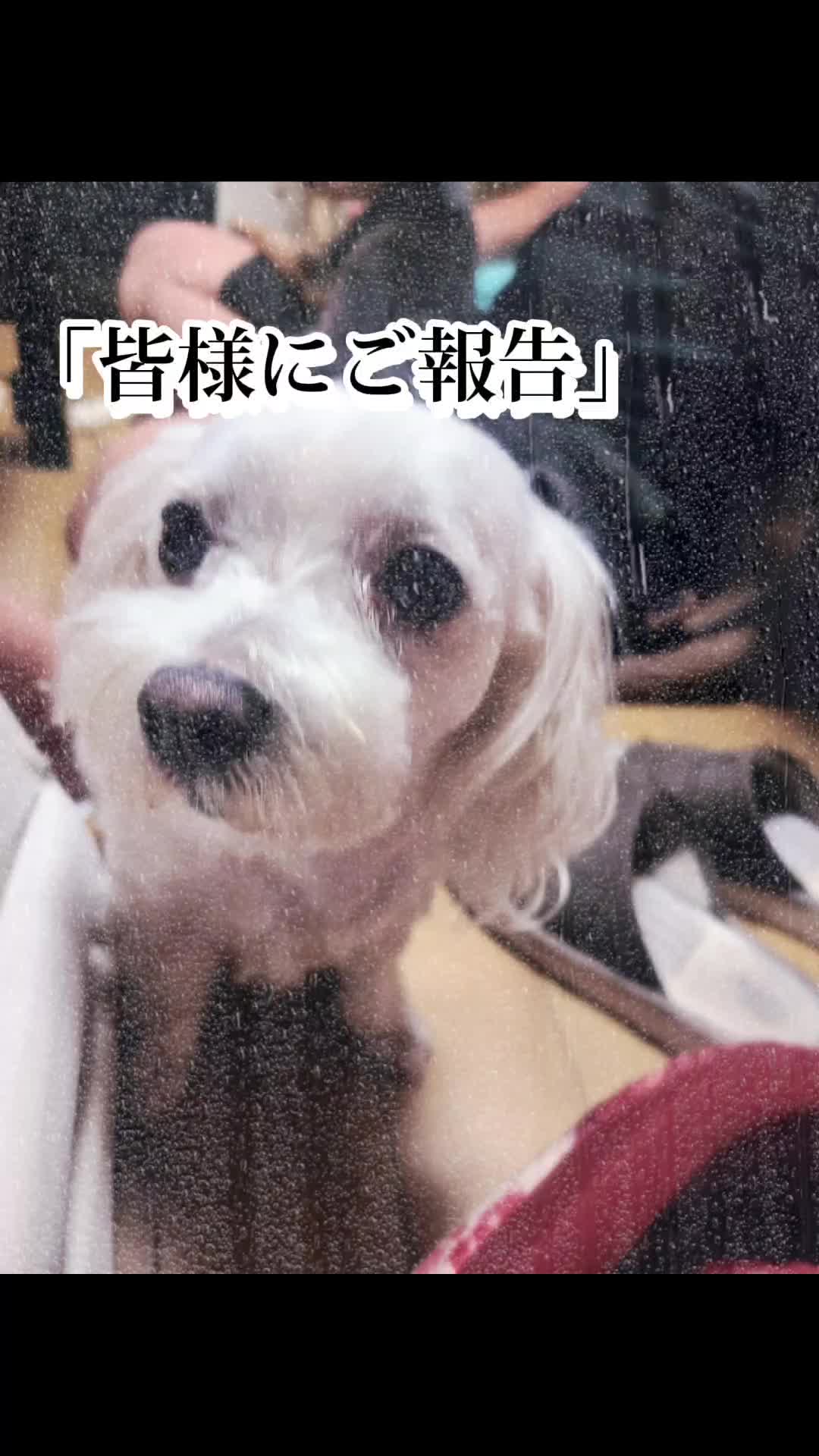@杏蜜～5dogs and family～