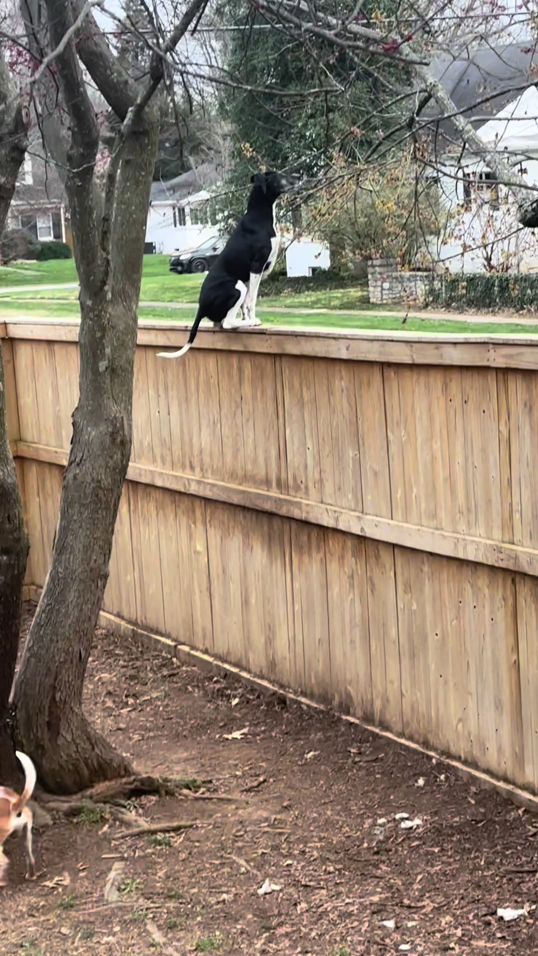 @Lexithejumpingdog