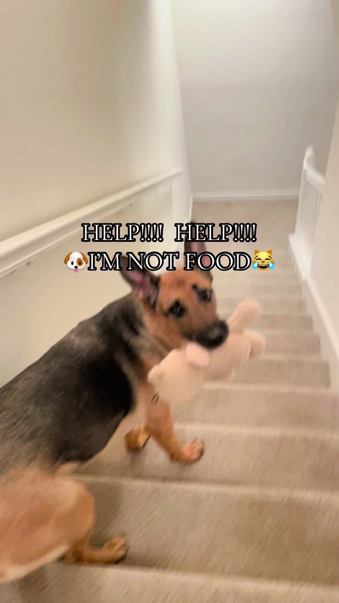 @Robyn🐕Blackberry