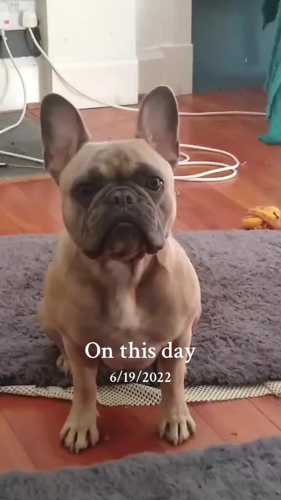 @MaggietheAdventureFrenchie