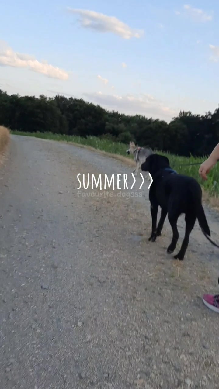 @🐾favourite.dogs🐾