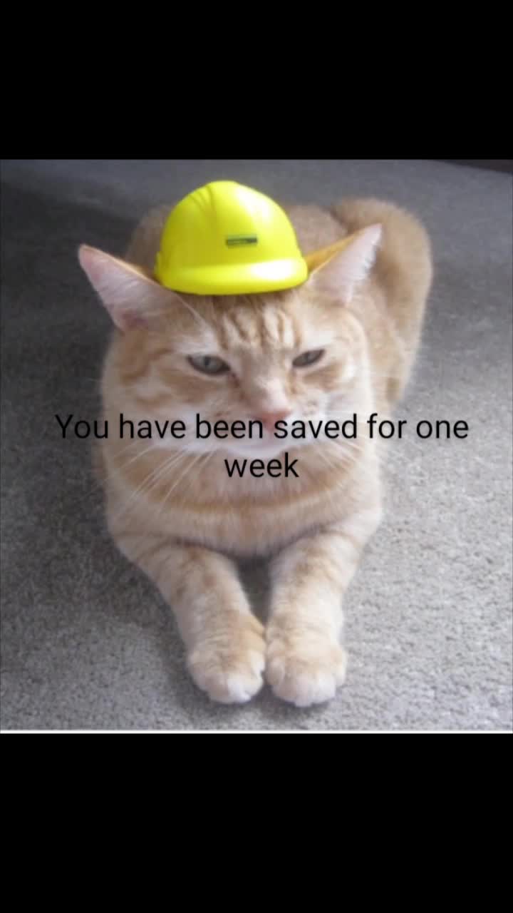 @Safety Cat