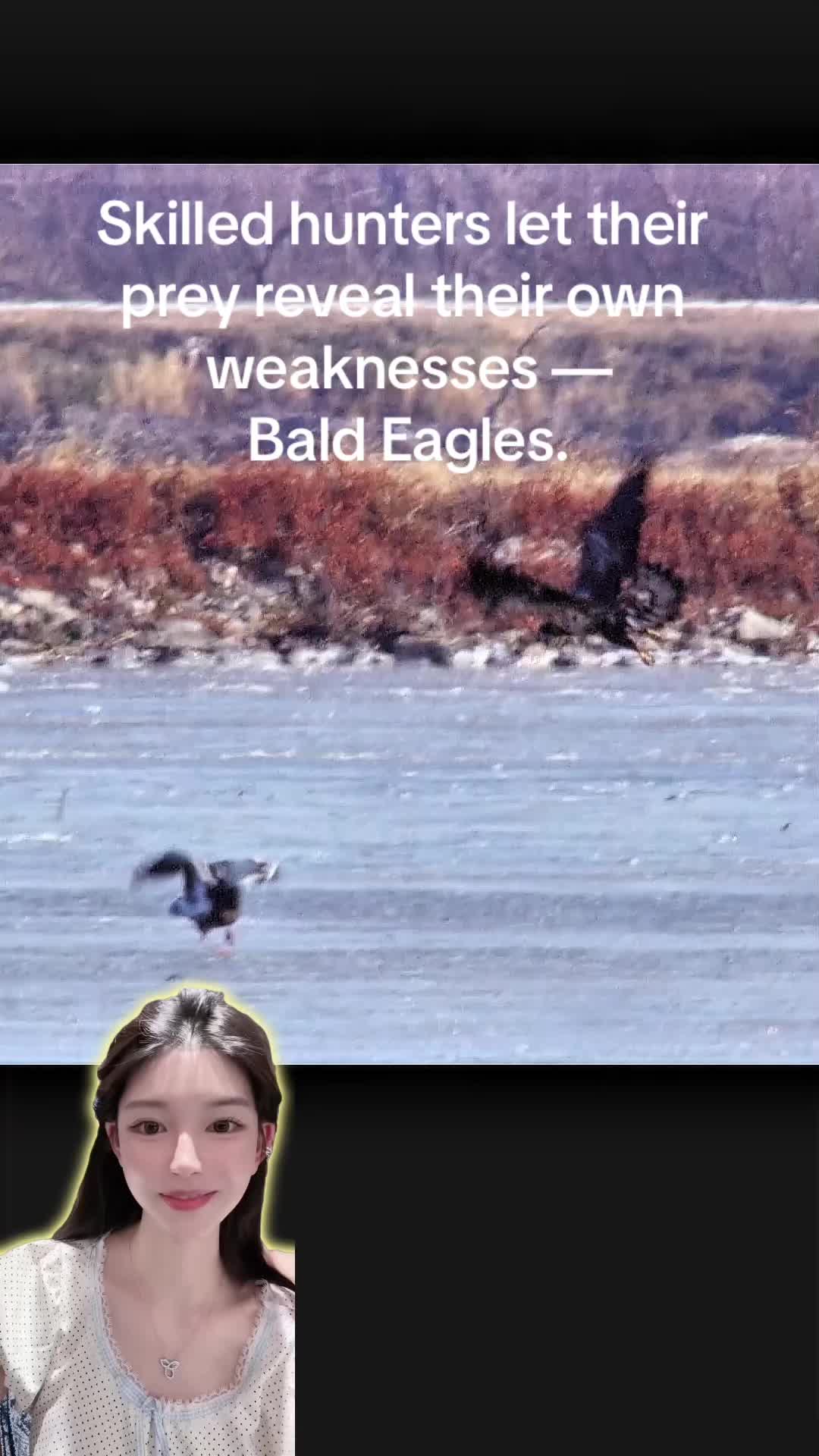 @aboutanimals