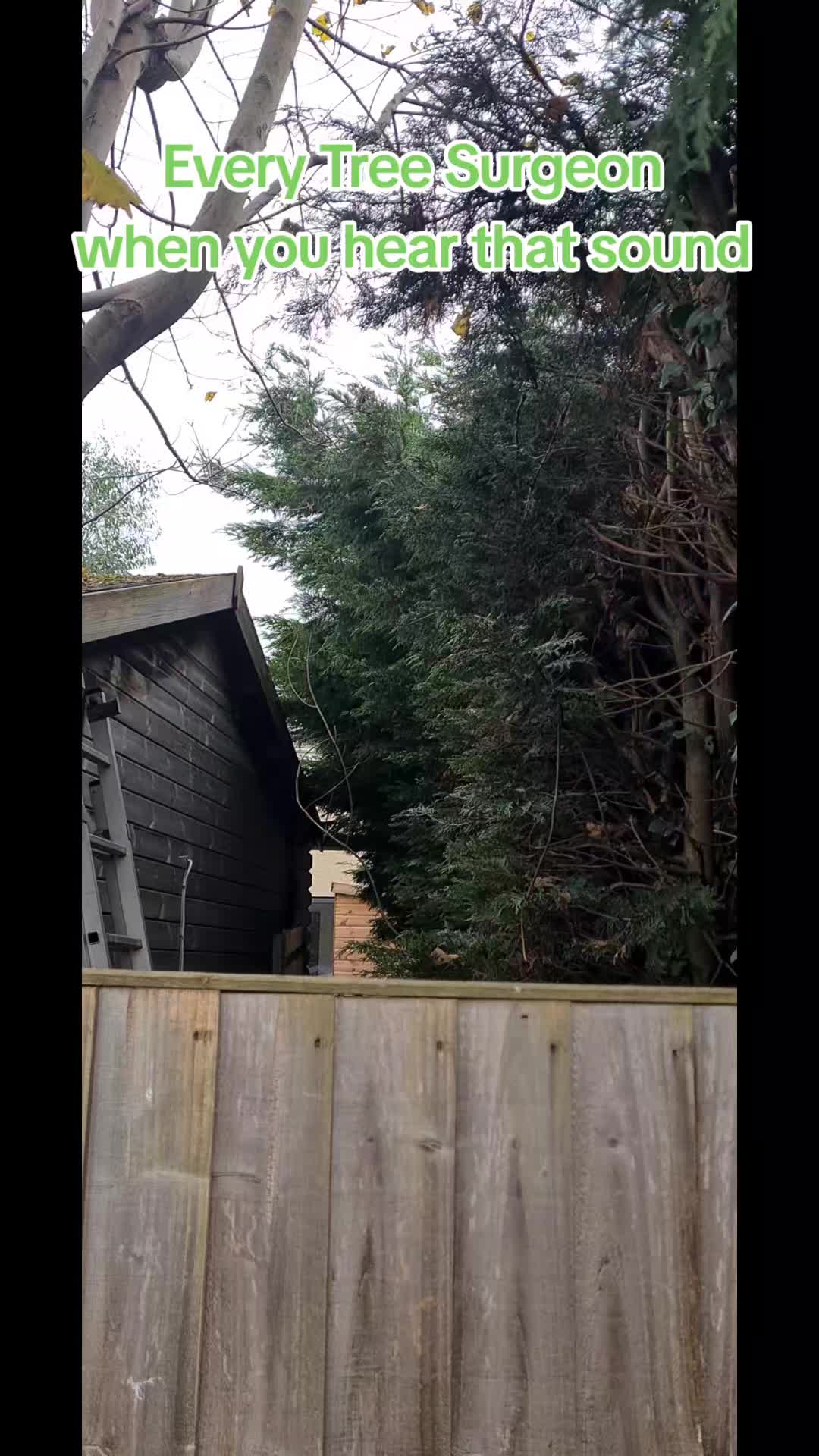 @treesportsfans