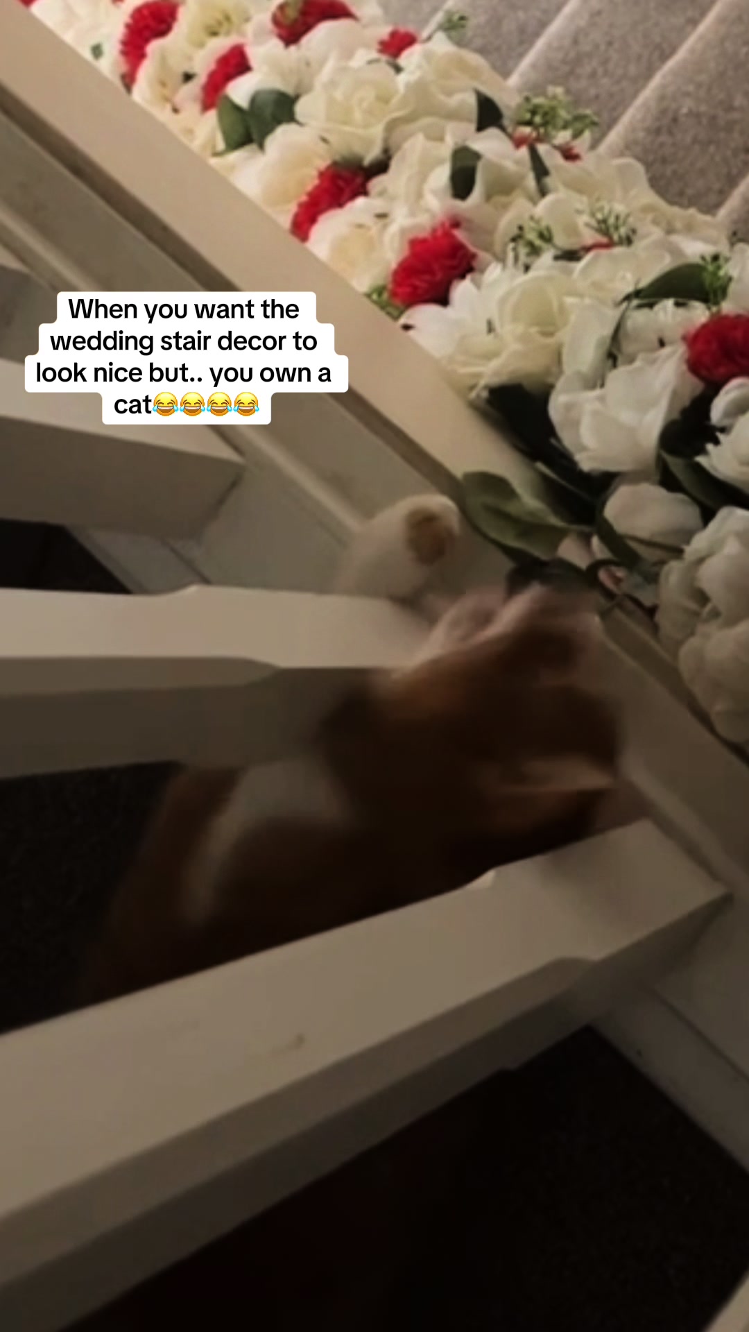 @Aloo The Cat