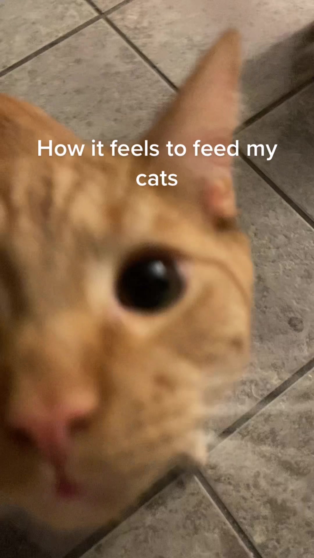 @CupcakeTheDestroyer