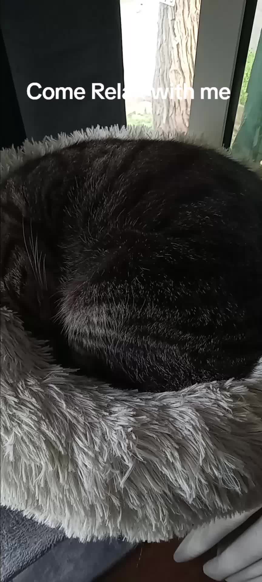 @Relaxcat_Tigerjames