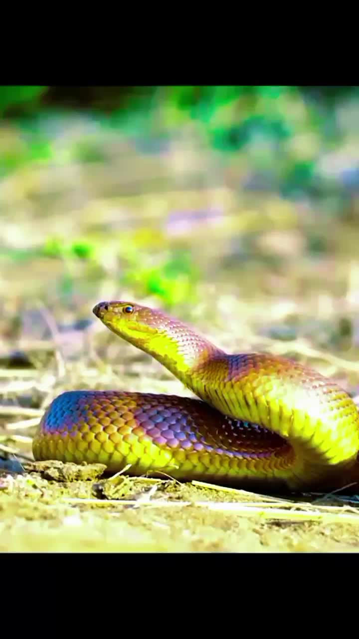 @Top Animals
