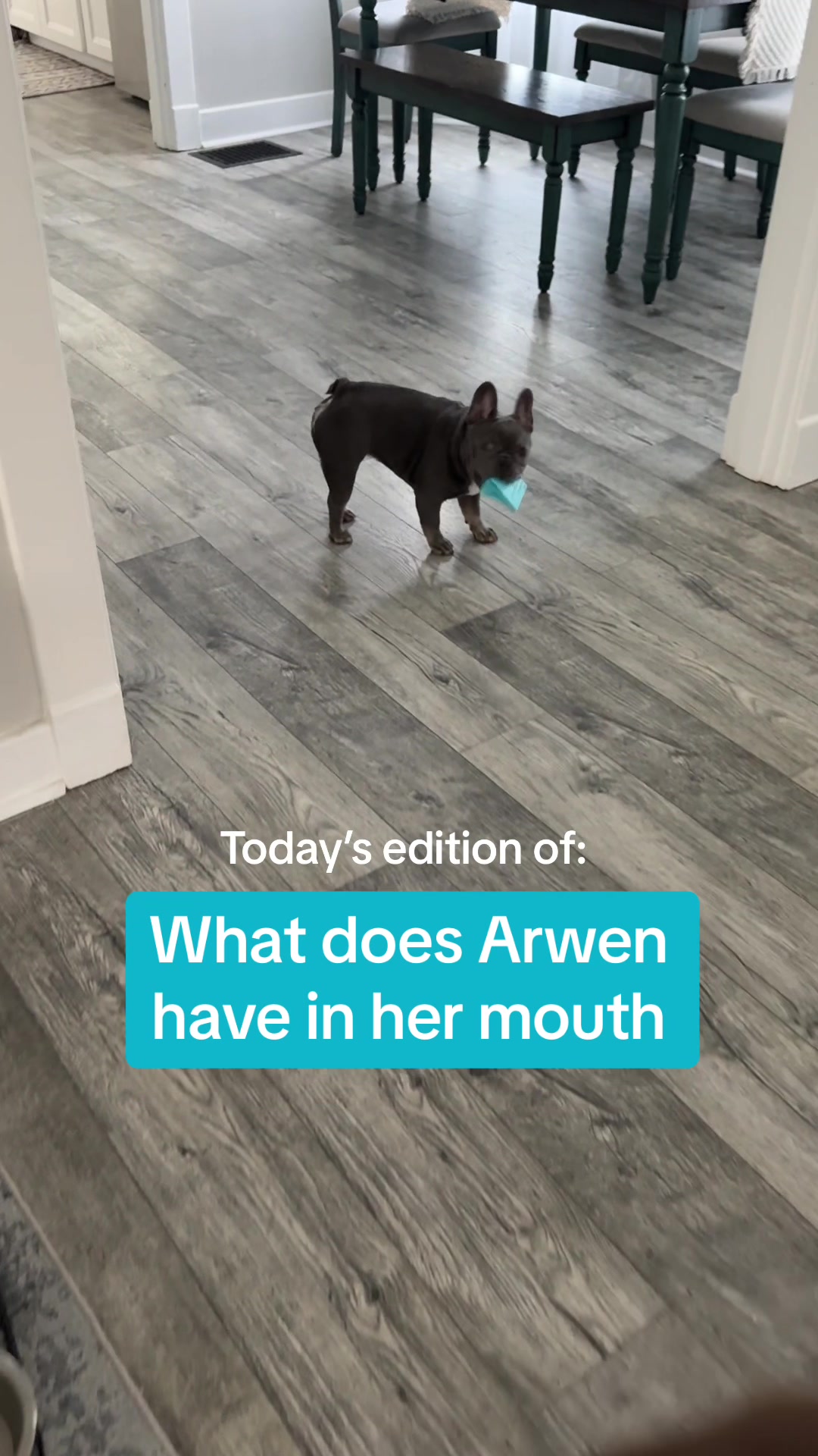 @Arwen the adorable Frenchie