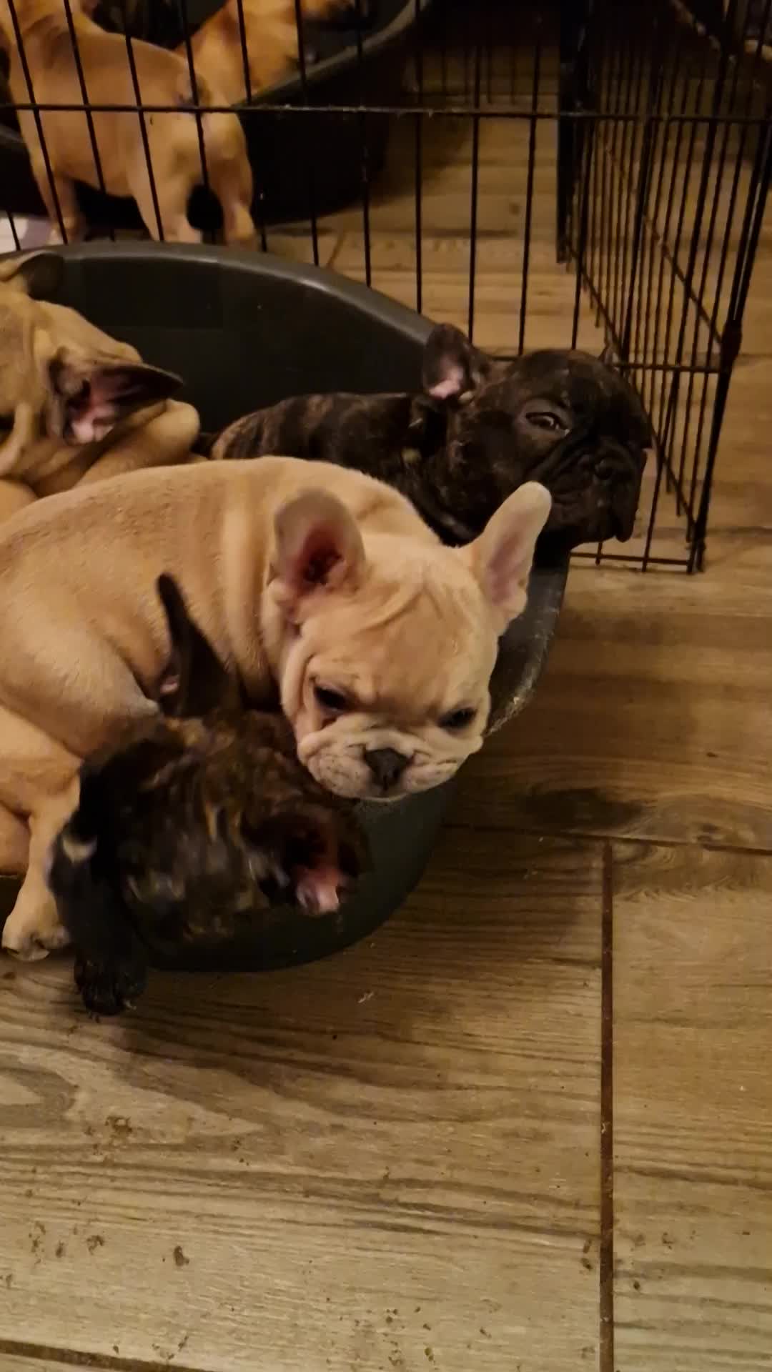 @Nomad_Warrior_Kennel