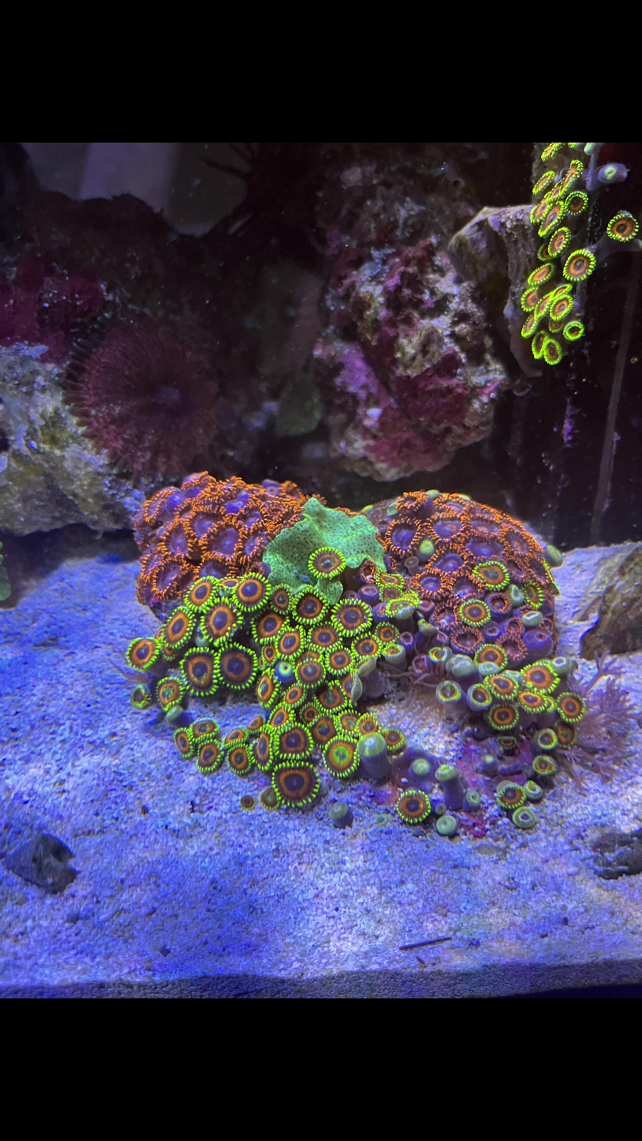 @aquarium_maintenance