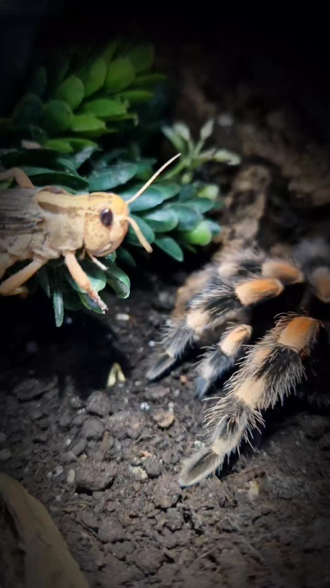@brachypelma.de
