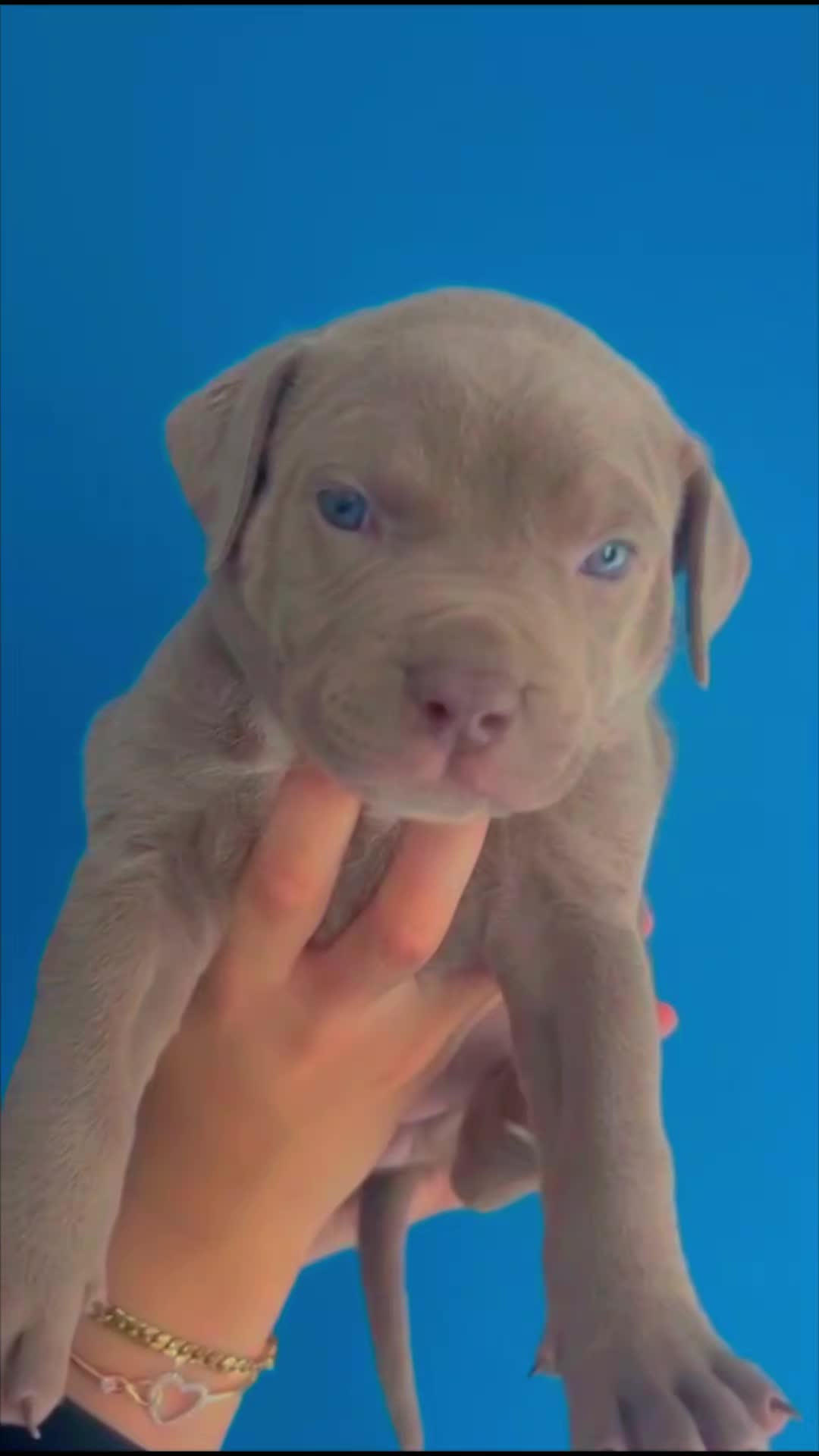 @ShadowBullyXXL
