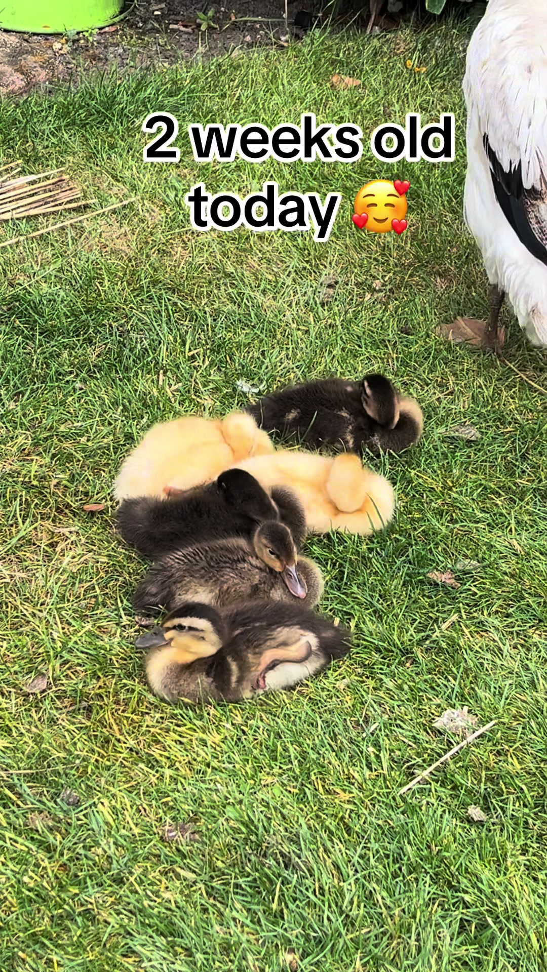 @Crazy Duck UK