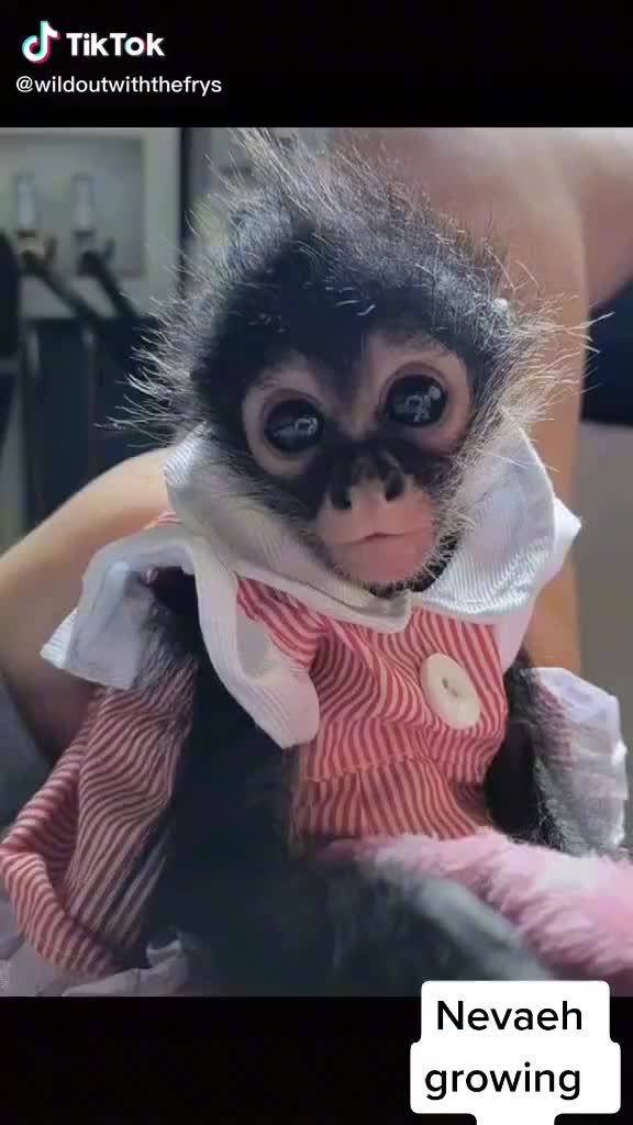 @It's🐵Monkey🐵Time🐵
